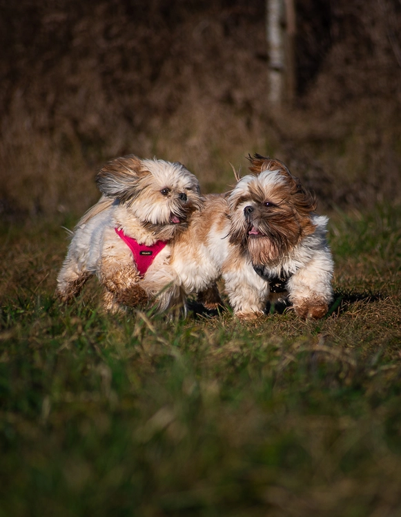Photographie de deux chien se chamaillant en promenade