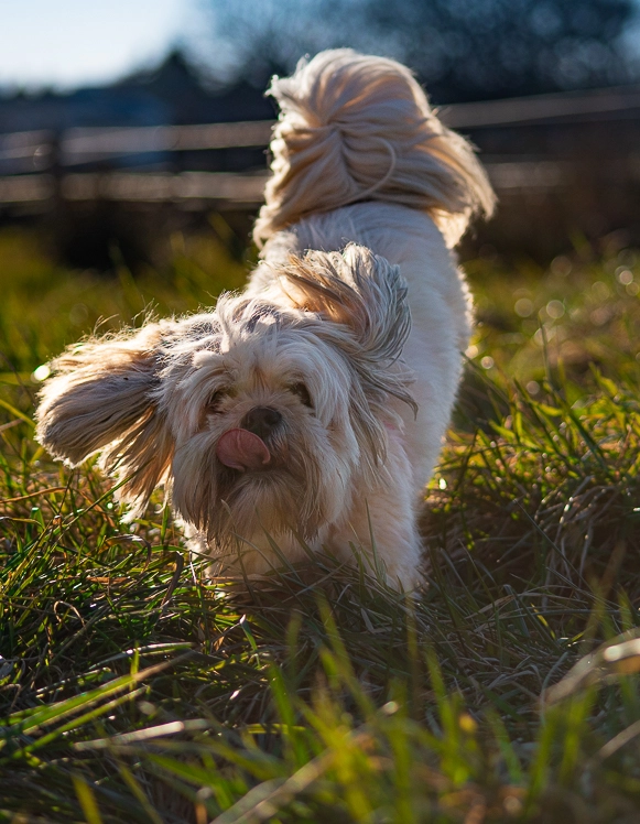 Photographie d'un chien courrant dans l'herbe
