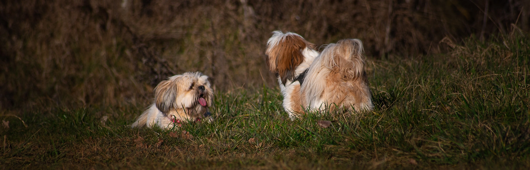 Photographie de deux chiens dans l'herbe lors d'une promenade